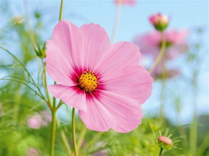 A pink flower