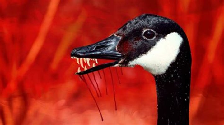 Are Geese Dangerous