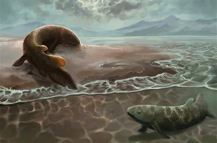 Bag Fossilized Fish Sprite.png