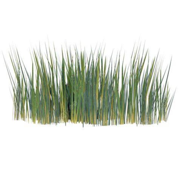 Battrio Grass type.png