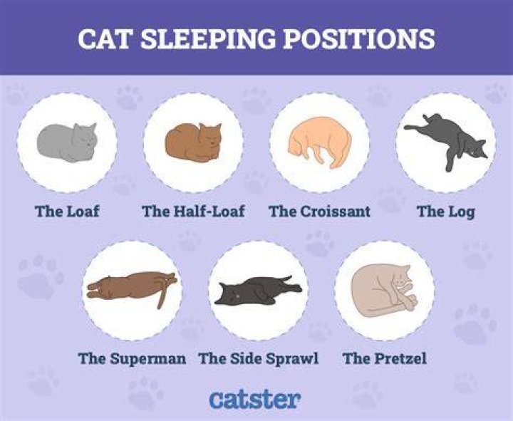 Comfortable Sleeping Positions for Cats