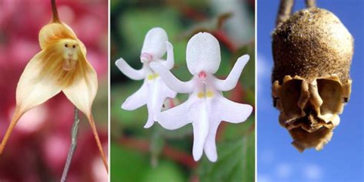flowers that look like animals flowers that look like animals