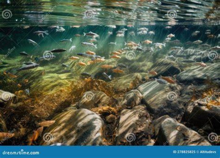 Fresh Water