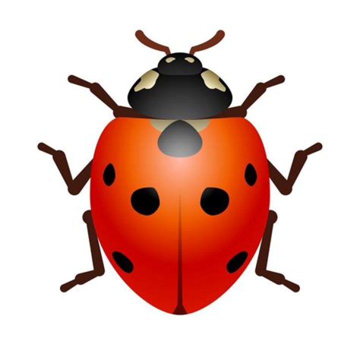 GO Bug.png