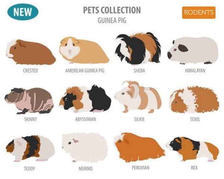 Guinea Pig Breeds Guinea Pig Breeds