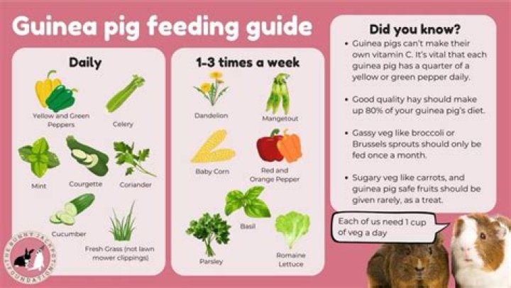 Guinea Pig Diet Guinea Pig Diet