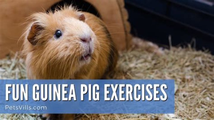 guinea pig exercise guinea pig exercise