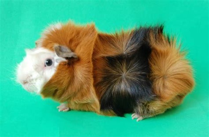 Guinea pig rosettes Guinea pig rosettes