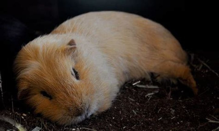 guinea pig sleeping patterns guinea pig sleeping patterns