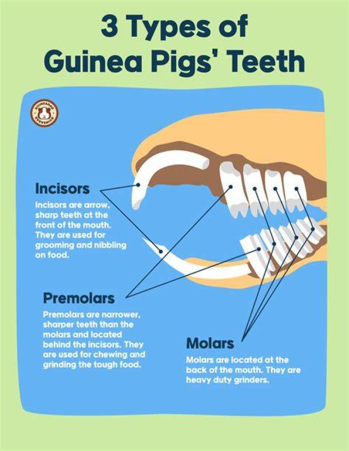 Guinea Pig Teeth Guinea Pig Teeth