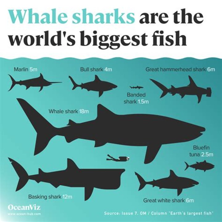 How Big Is The Biggest Shark