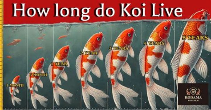 How Long Can Koi Fish Live