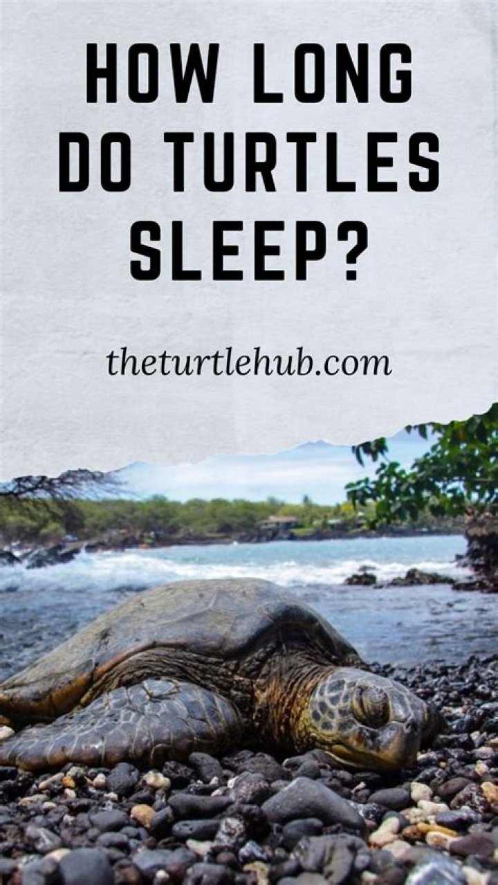 How Long Do Turtles Sleep