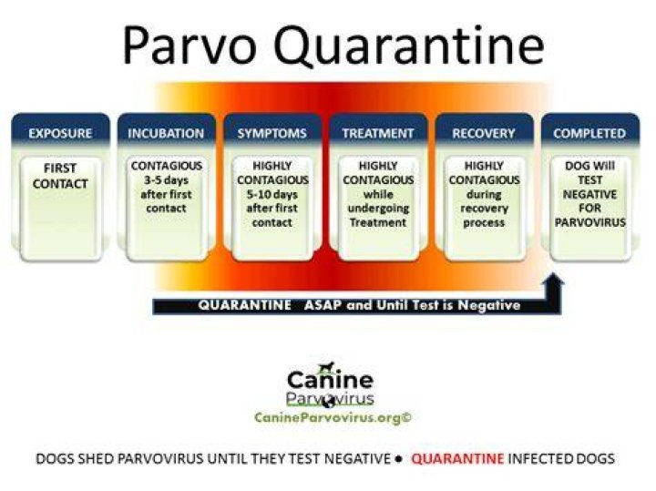 How Long Is Parvo Contagious