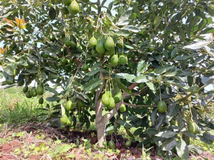 How many Hass avocado trees per acre in Kenya How many Hass avocado trees per acre in Kenya