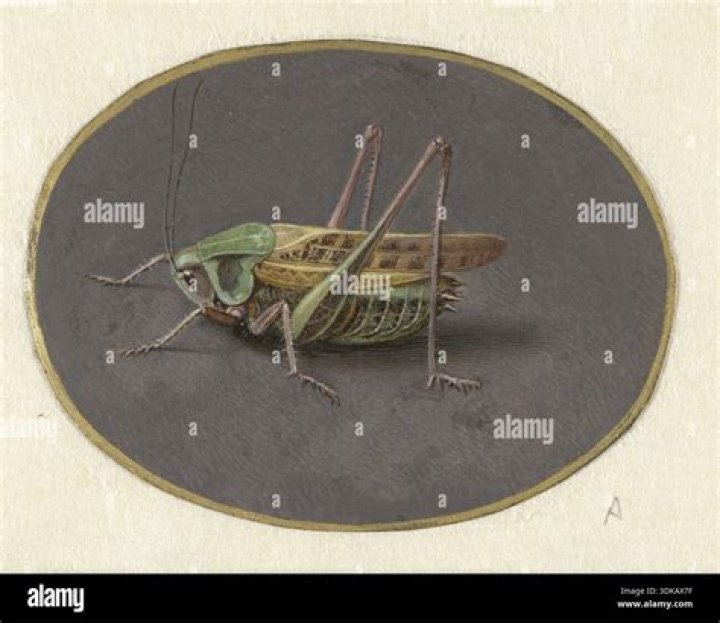 Insect Plate