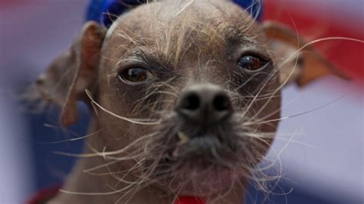 Is This Dog Really That Ugly?