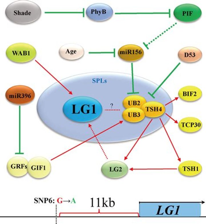 LG-1 LG-1