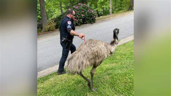 Limu emu? No, just a loose emu in Lenoir
