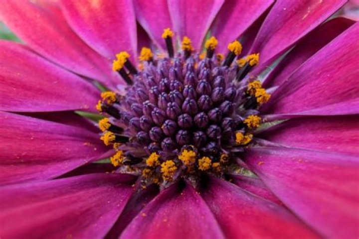 Macro photography flower sample shot 2 Macro photography flower sample shot 2