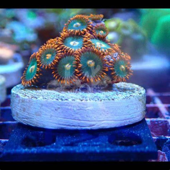 MINT CHOC CHIP ZOANTHID FRAG BUY FROM DELTA AQUARIUM