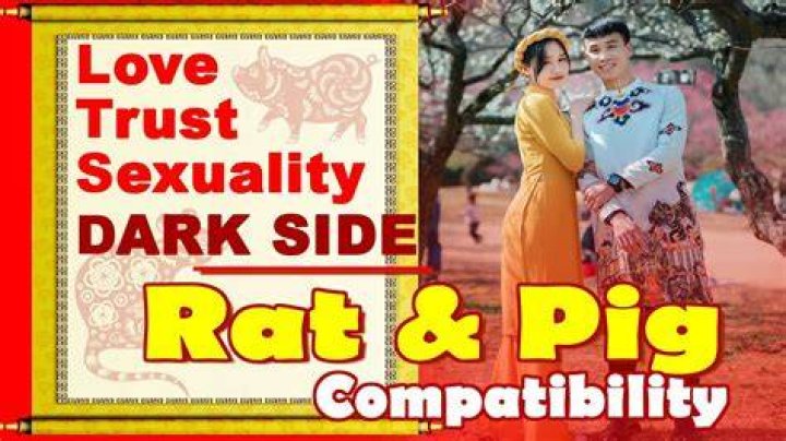 rat pig compatibility
