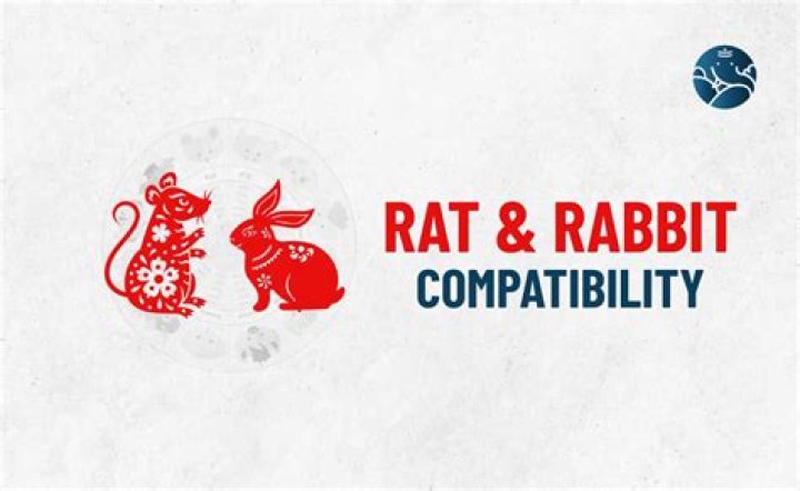 rat rabbit compatibility