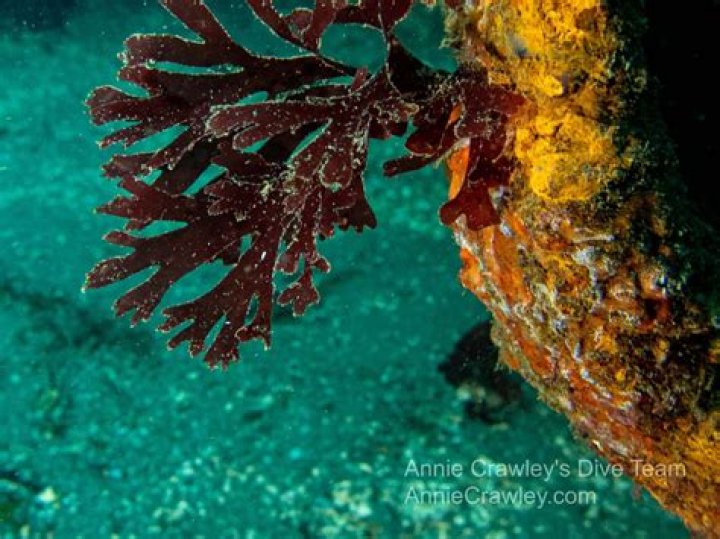 Seaweed