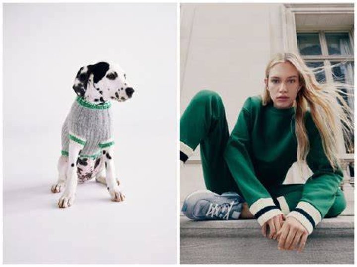 STYLECASTER | Zara Pet Collection