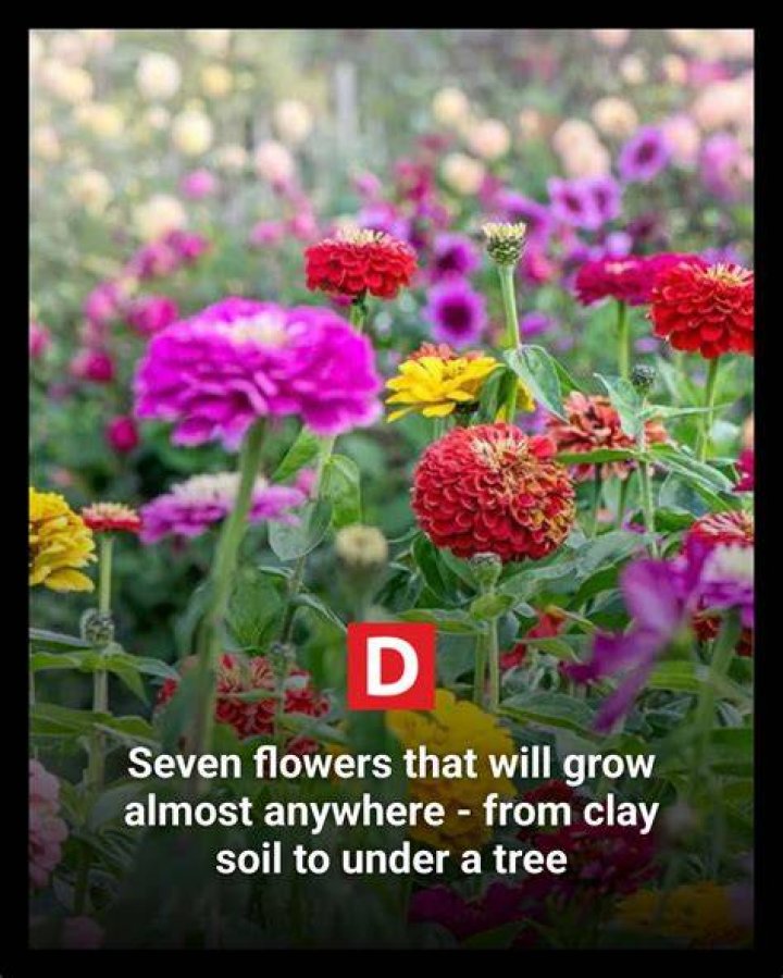 They can grow almost anywhere so long as there is a grass block, but your best chances might be looking in taiga or snowy taiga villages where pumpkin is grown instead of hay bales due to the climate.