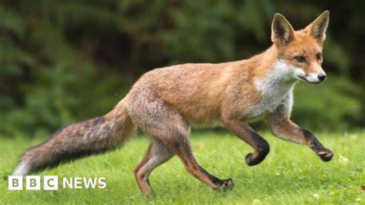 Three men arrested in Hingham after fox killed in private garden BBC News