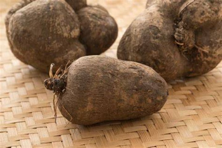 Tuber Austina