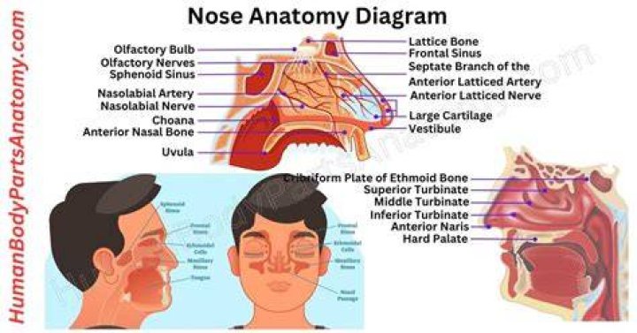 Understanding Nose Anatomy and Classification Understanding Nose Anatomy and Classification