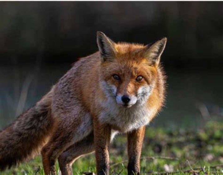 Update: 2 More People Bit By Rabid Fox In Peekskill Come Forward
