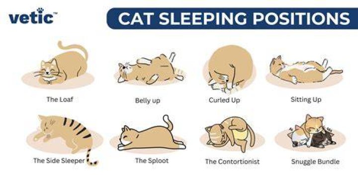 Vulnerable Sleeping Positions for Cats
