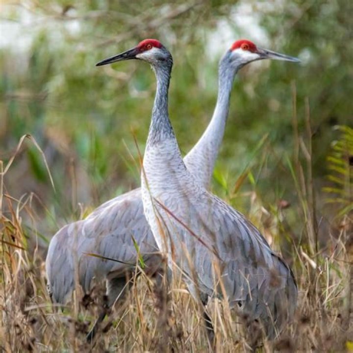 What Do Sandhill Cranes Eat