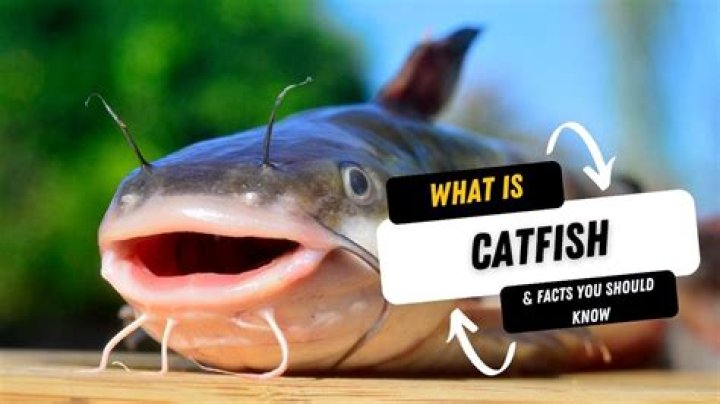 What Does Catfish Mean