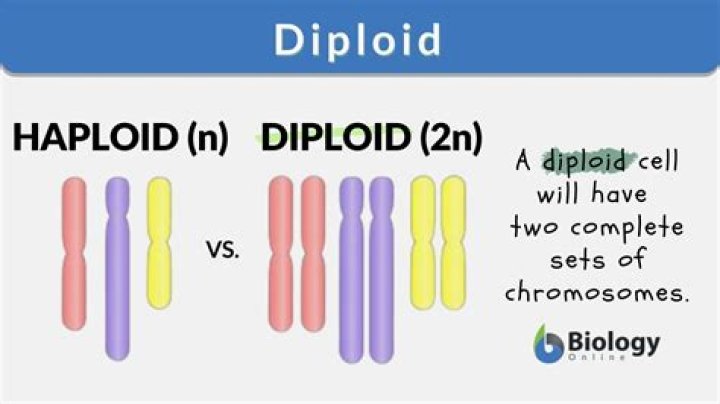 What Is A Diploid Number