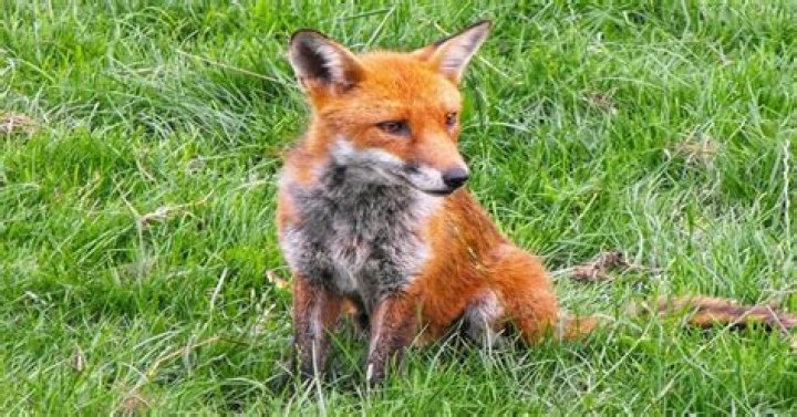 What Is a Female Fox Called? Learn About Nature